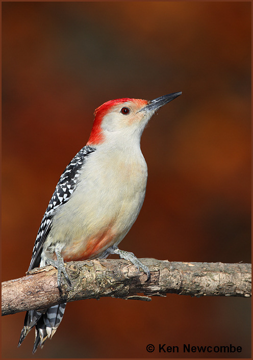 Red-bellied Woodpecker